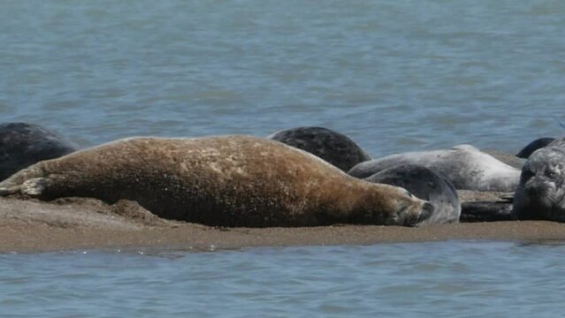 Caspian seal (Pusa Caspica) on the rookery in the Northern part of the Caspian sea