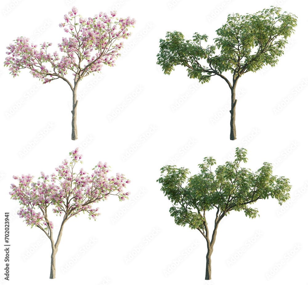 Poster Tabebuia rosea 4K PNG