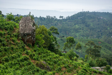 Fototapeta premium Highland tea plantations on the island of Sri Lanka.
