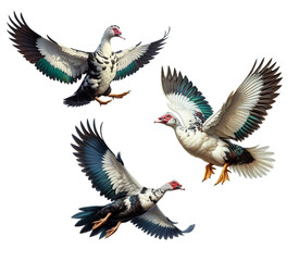 A set of Domestic Muscovy Ducks flying on a transparent background