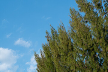 Pine trees and blue sky at thailand