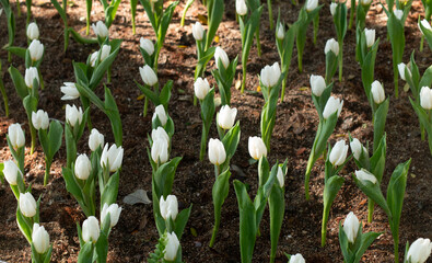 Single Early tulips (Tulipa) white bloom in a garden - 702025781