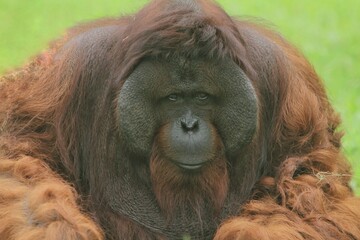 portrait of a beautiful Bornean orangutan