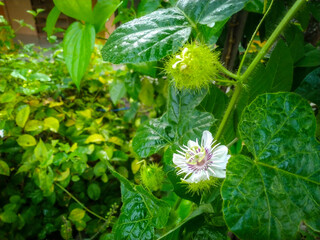 A beautiful white flowers of Rambusa (Passiflora foetida)