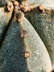 Close-up of cactus, macro photograph of cactus with white spots