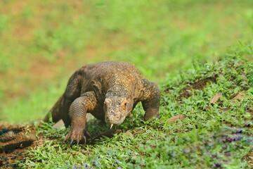 portrait of a beautiful Komodo dragon