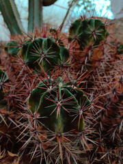 Obraz premium Close-up of cactus. Cacti with huge spines. Desert cactus.