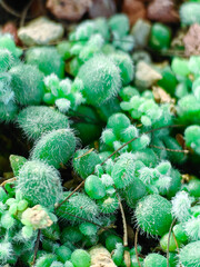Little green cacti. Tiny cacti in greenhouse