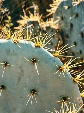 Mexican prickly pear cactus with yellow spines. Desert cactus scene.