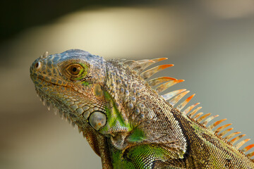 Fototapeta premium Close-up porterait of Green iguana with spikes resting in the garden.