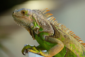 Close-up porterait of Green iguana with spikes resting in the garden.