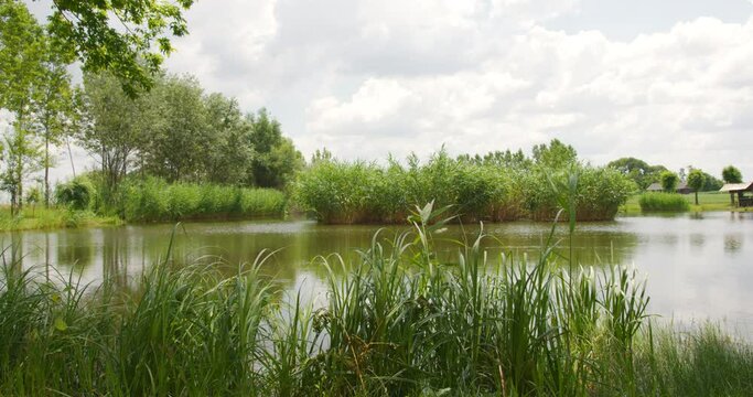 Reeds on a shore of a lake in flutter in windy cloudy weather