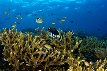 Beautiful reefscape scene with clown triggerfish on coral reef in Raja Ampat, West Paupa, Indonesia.