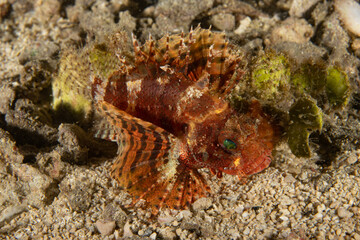 Dwarf Lionfish in Raja Ampat, Indonesia