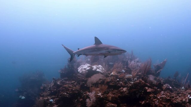 Caribbean Reef Shark on Coral Reef
