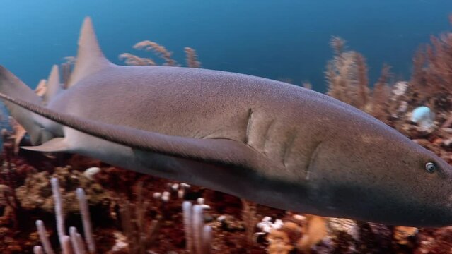 Nurse Shark on Coral Reef