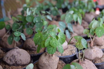 Stephania erecta, ฺBeautiful garden ornamental plants