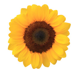Close up yellow sun flower  isolated on transparent background.