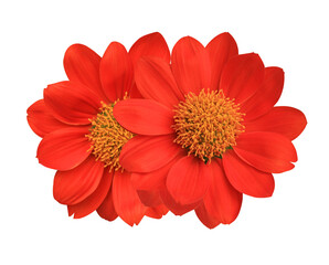 Mexican sunflower or Golden Flower of the Incas flower. Close up red head flowers bouquet isolated...