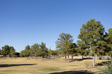 Pine trees and open grassy play fields in Dos Lagos Park, Glendale, Arizona