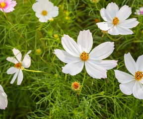 Background fully blooming white cosmos flowers are shining in the light