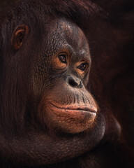 Sad female orangutang close portrait on a black background