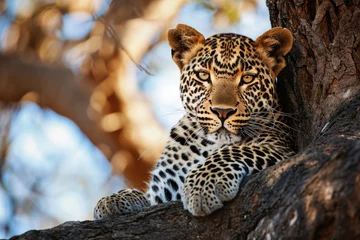 Afwasbaar fotobehang The elusive beauty of a leopard lounging on a tree branch © Veniamin Kraskov