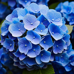 Blue Hydrangeas Close Up, Macro