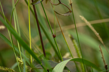 Ladybug climbing up a stalk of grass in a long overgrown garden 