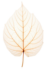 The skeletal fibers of the leaf are delicate and transparent. Brightly colored. Isolated on a transparent background. PNG file.
