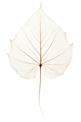 The skeletal fibers of the leaf are delicate and transparent. Brightly colored. Isolated on a transparent background. PNG file.