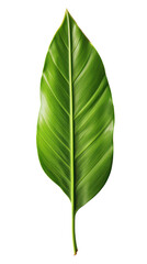 Single large green banana leaf Isolated on transparent background. PNG file.