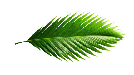 Obraz premium Single green leaf of a palm tree Isolated on transparent background. PNG file.