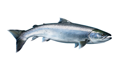 Atlantic salmon jumping Isolated on transparent background. PNG file.