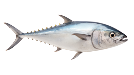 Atlantic bonito fish isolated on transparent background,png file