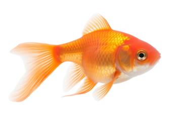 Beautiful fat goldfish Isolated on transparent background. PNG file.