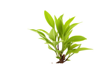 young green tea Isolated on transparent background, PNG file.