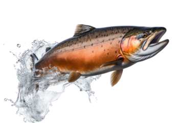 Jumping salmon Isolated on transparent background. PNG file.