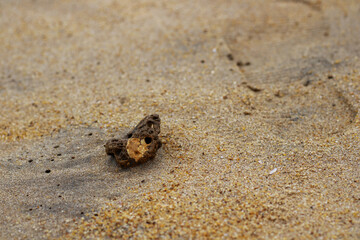 frog on the beach