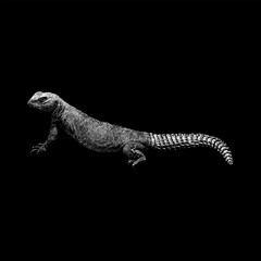 Uromastyx hand drawing vector isolated on black background.
