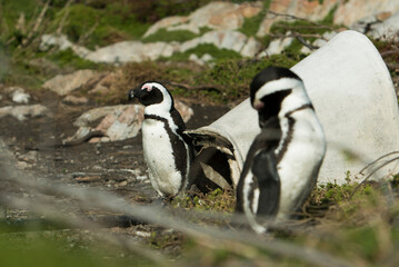 penguin on the beach