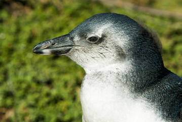 Naklejka premium penguin on the beach