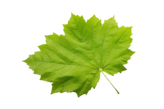 Single grape leaf isolated on transparent background. PNG file.