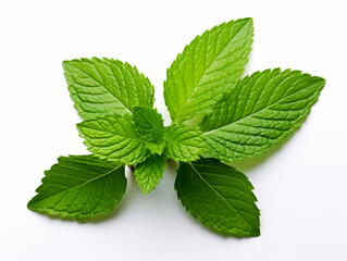 Fresh green mint leave isolated on white background
