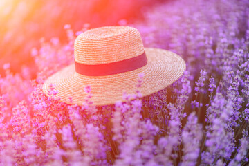Straw hat purple lavander flower field. Vibrant flower field. Illustrating hat among vivid flowers.