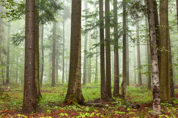 Beautiful morning foggy forest with big trees.