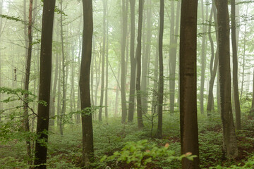 Beautiful green foggy forest tree landscape.