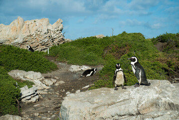 penguins on the rocks