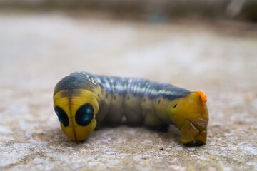 Oleander hawk moth caterpillar Daphnis nerii from European forests and woodlands.