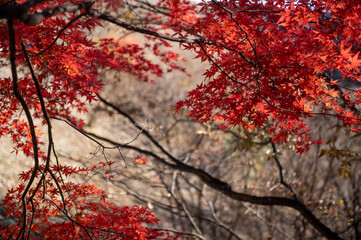 Close-up red leaves during autumn season 